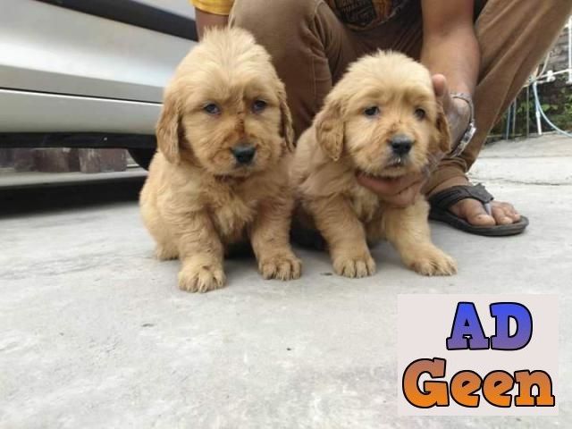 used TOP QUALITY KCI REGISTERED AND VACCINATED GOLDEN RETRIEVER PUPPIES FOR SALE for sale 